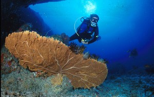 Diver and Gorgonia - Scuba Diving in Phuket