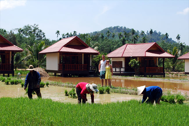 Rice farming in Kapong