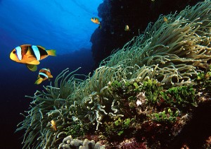Anemone Reef Phuket Thailand