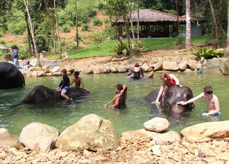 Elephant Bathing in Kapong, Phang Nga