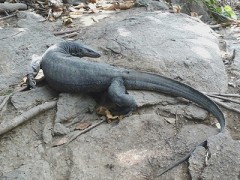 Racha Yai Monitor Lizard