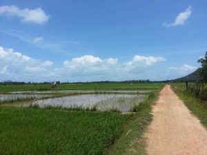 Koh Yao Noi Tour - Visit a local Rice Paddy