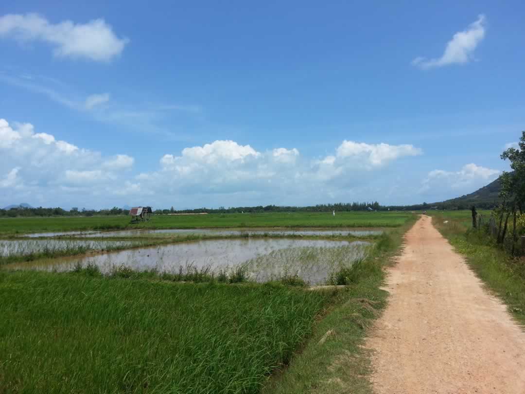 Koh Yao Noi Rice Paddy