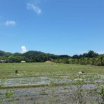 Rice Field @ Koh Yao Noi Tour