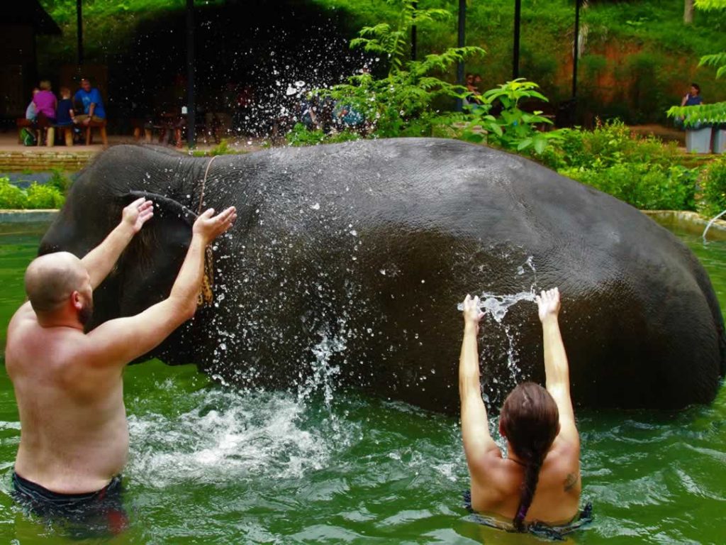 Elephant Bathing - Phuket Island