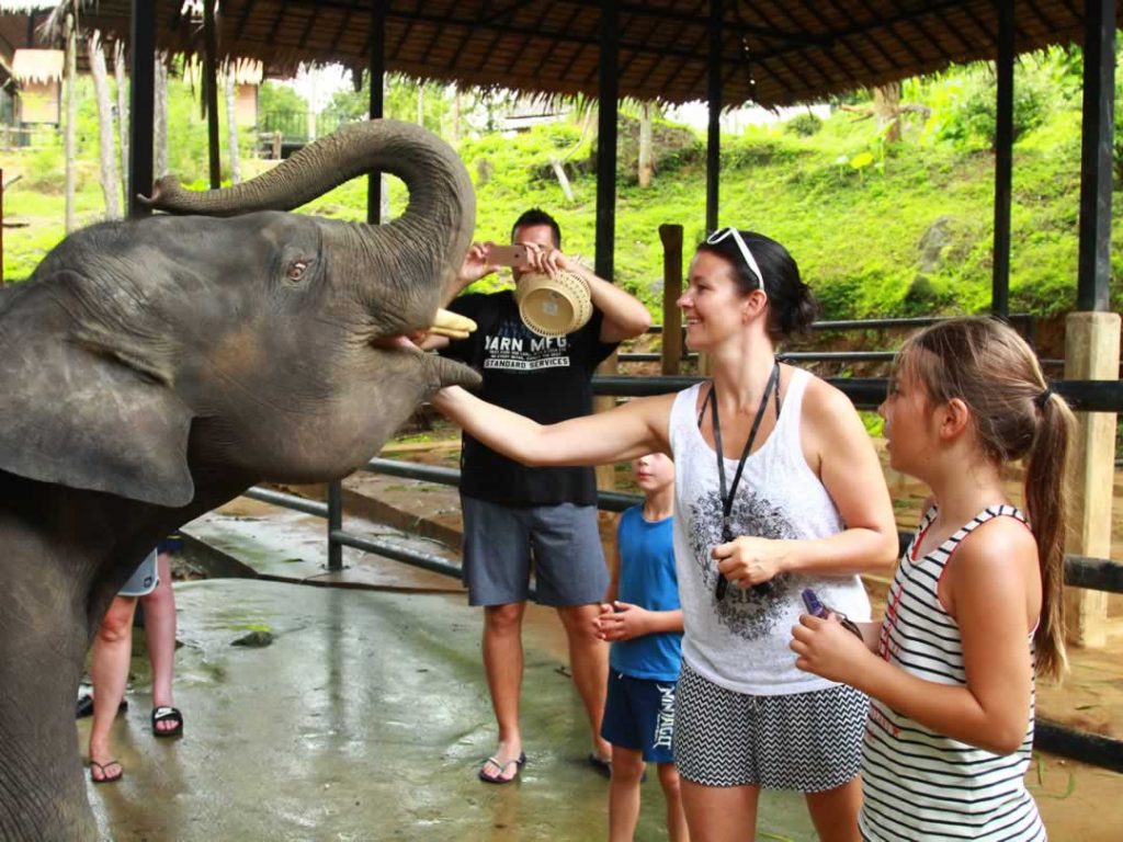 Elephants in Thailand - Phuket Elephant Camp