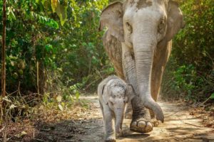 Elephant Sanctuary Phuket - Baby Elephant
